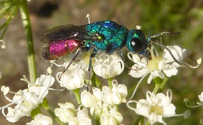 rubino & smeraldo (cfr Chrysis comparata )