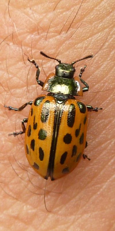 una finta coccinella:Chrysomela (Chrysomela) vigintipunctata