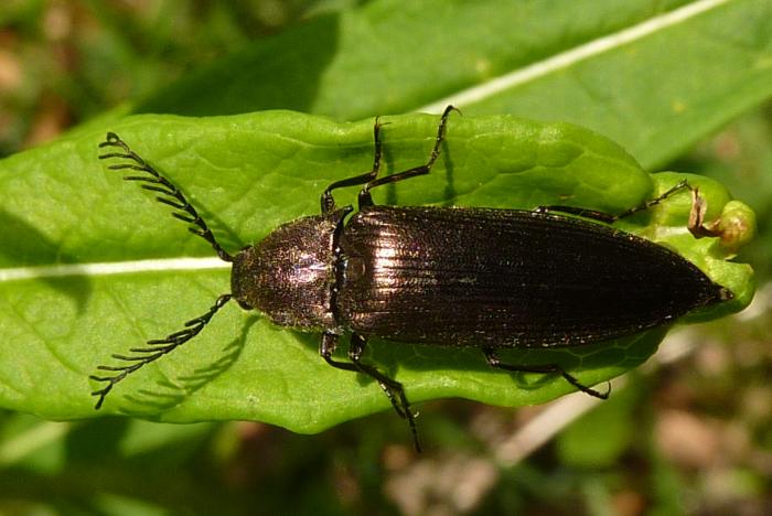 Ctenicera sp. (Elateridae)