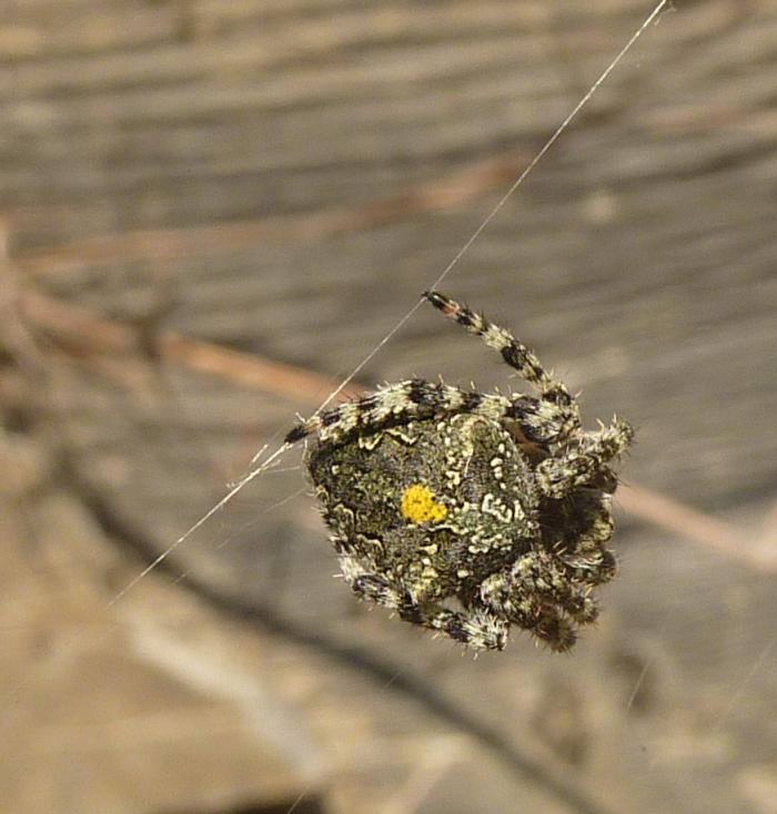 Araneus sp.