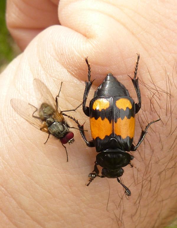 pesce morto con ospiti affamati: (Nicrophorus vespilloides)