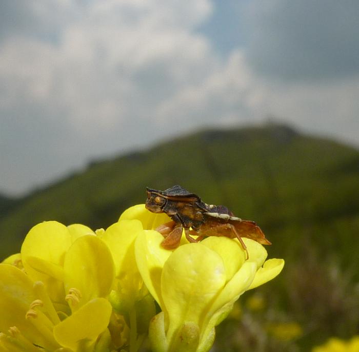 Reduviidae: Phymata crasipes del  Monte Nero, Emilia (PC)