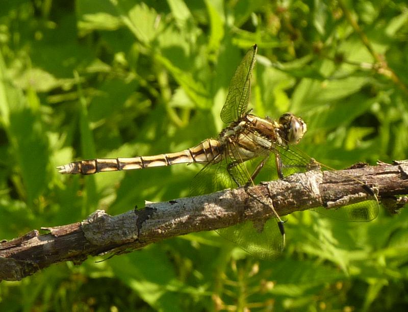 libellula rumorosa