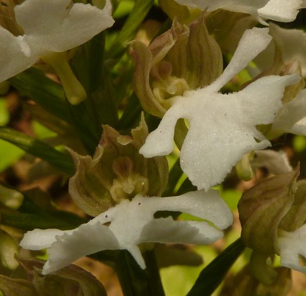 Orchis purpurea albina?