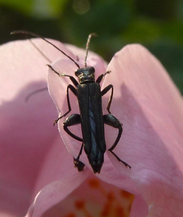 dal primo Appennino: Oedemera atrata