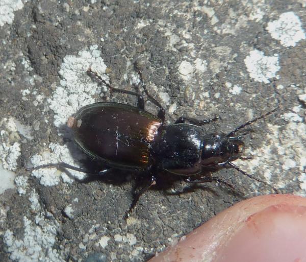 Pterostichus jurinei ? Forse Pterostichus bicolor