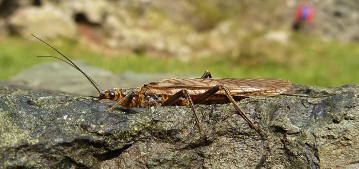 Perlodes  sp.