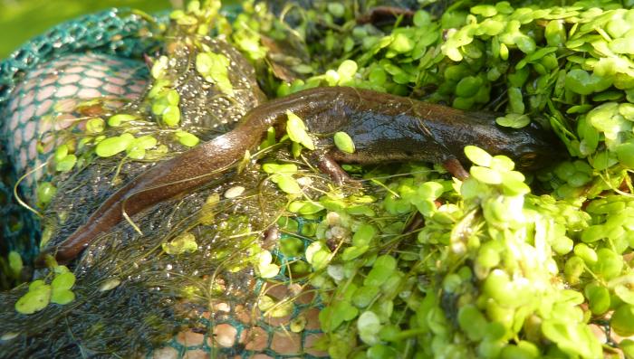 Triturus (Lissotriton) vulgaris