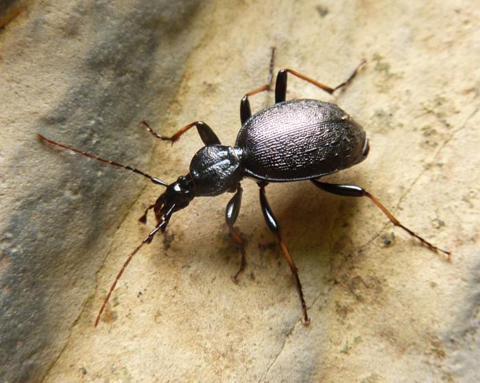 Carabidae molto elegante: Cychrus attenuatus