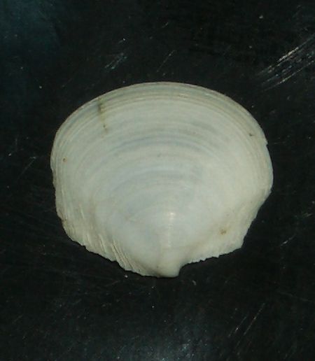 Bivalve di 