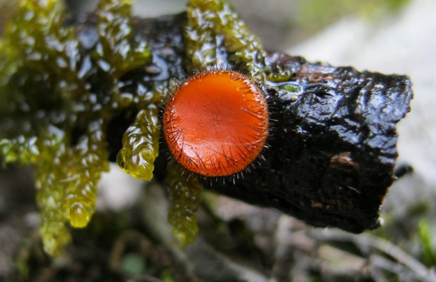 scodellina arancione e pelosa