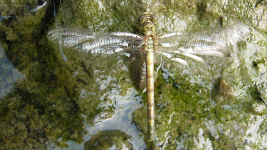 libellula appena nata!