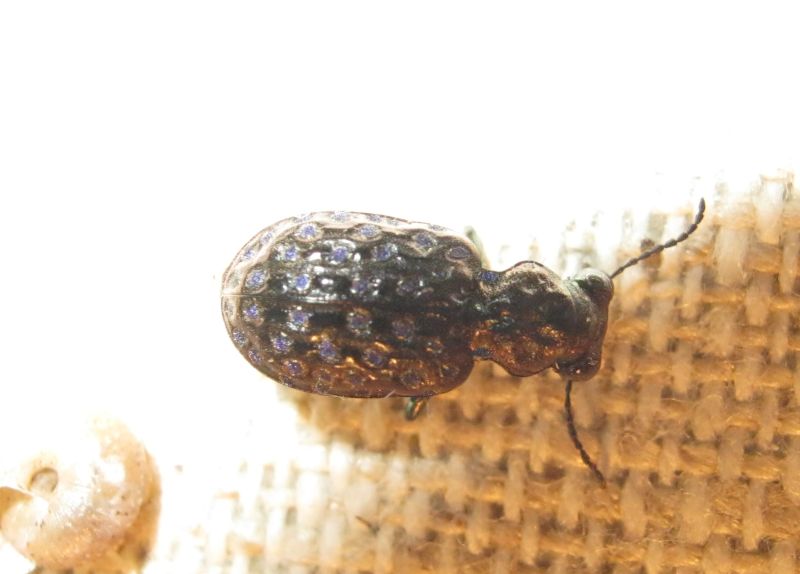 Asaphidion caraboides? No, Elaphrus uliginosus