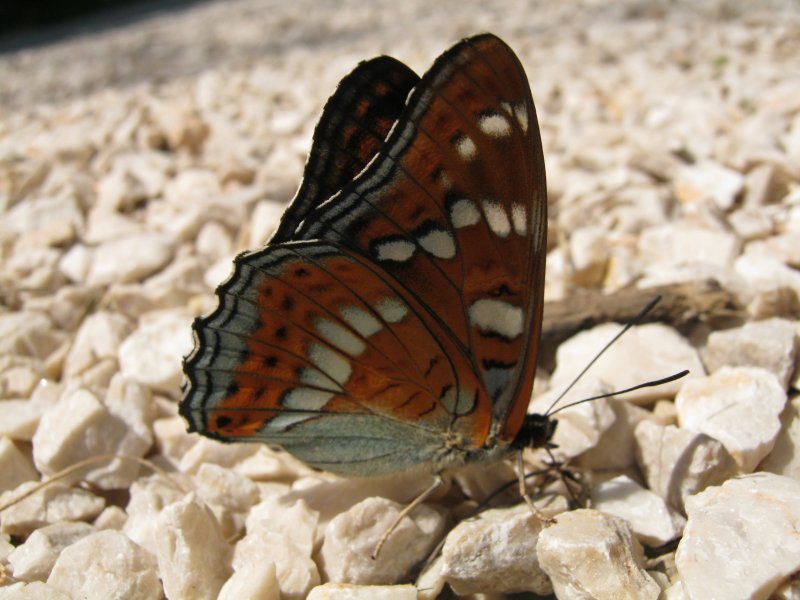 Limenitis populi?