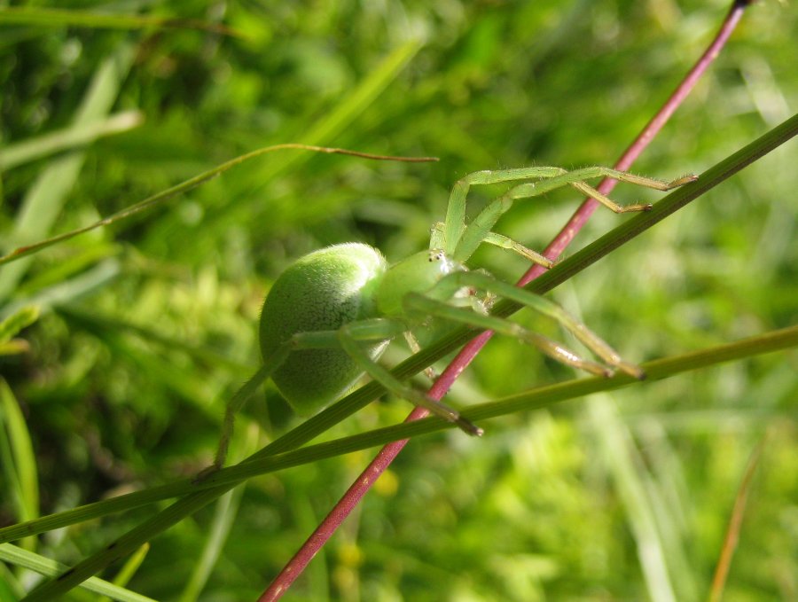 ragno grosso e verde: Micrommata virescens