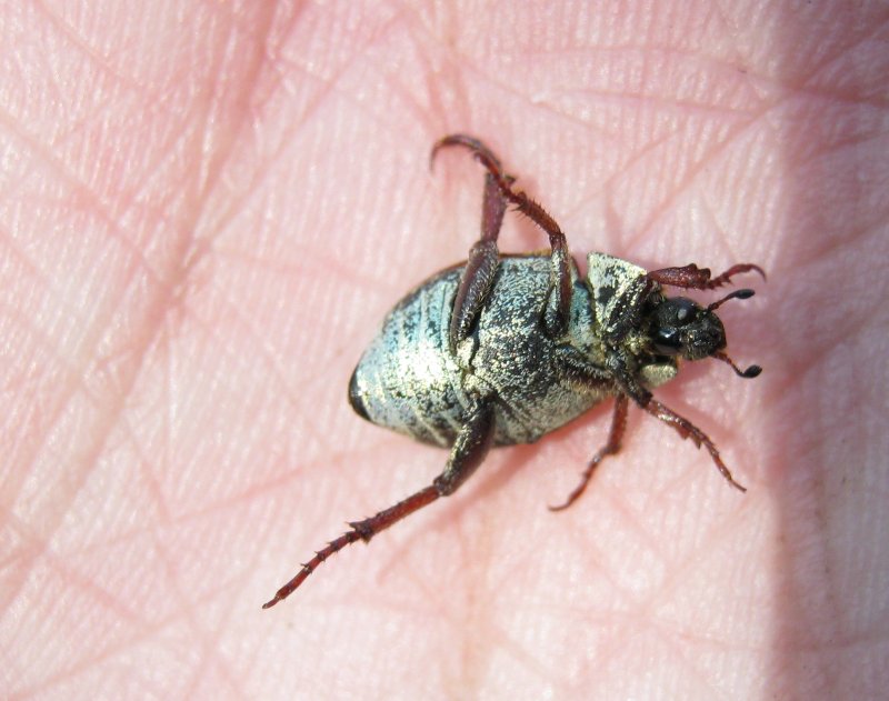 molta variabilit , un''unica specie? Hoplia cfr argentea