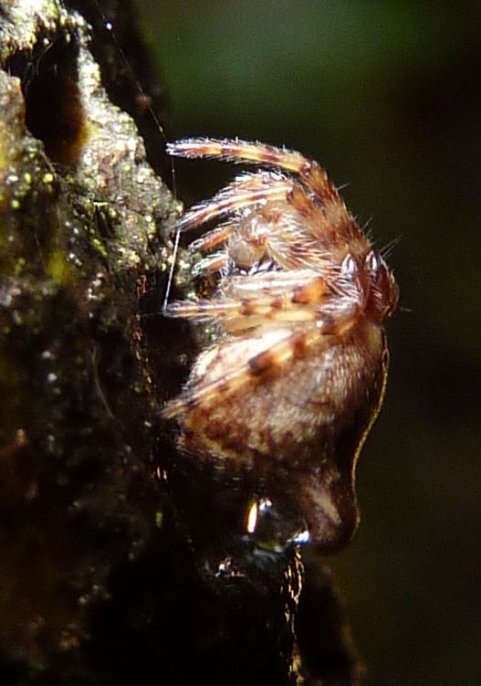 Cyclosa conica