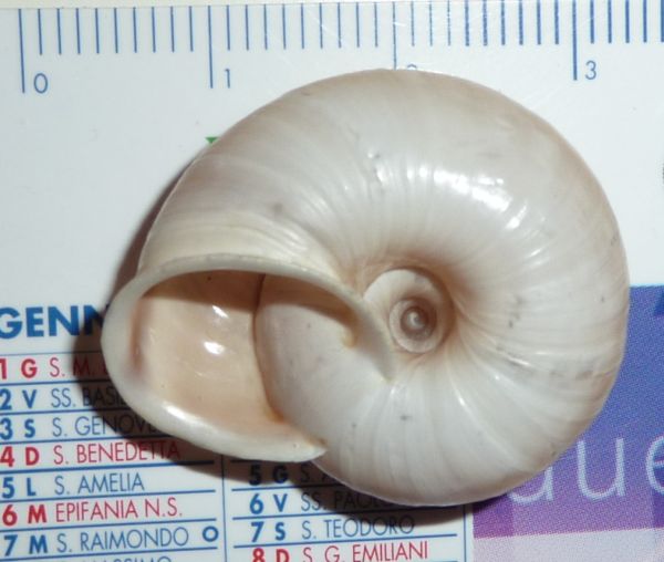 Chilostoma da Madonna di Campiglio