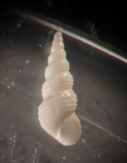 Mathilda?  -  Aclis ascaris (Turton, 1819) - Pleistocene-PR