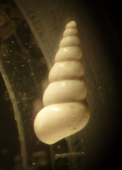 ??  -  Aclis minor  (Brown, 1827)  -  Pleistocene-PR