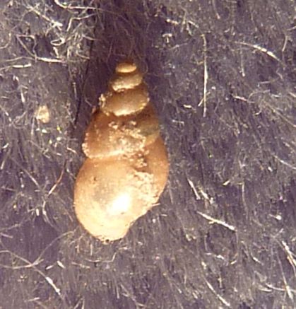 micro gasteropode