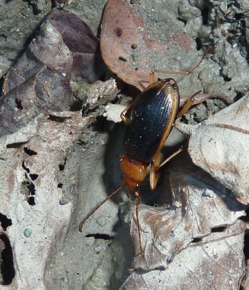 Carabidae? Nebria psammodes