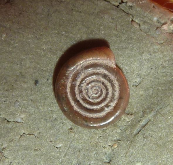 Anisus vorticulus (TROSCHEL,1834) ?