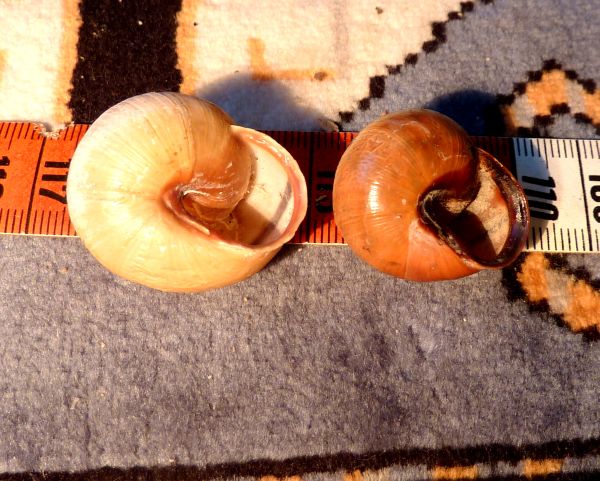 Cepaea nemoralis etrusca