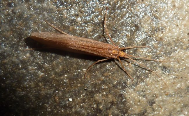 da una grotta...Micropterna sp.