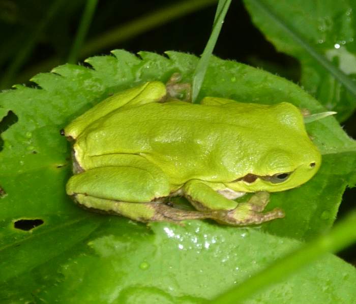 finalmente una raganella - Hyla intermedia