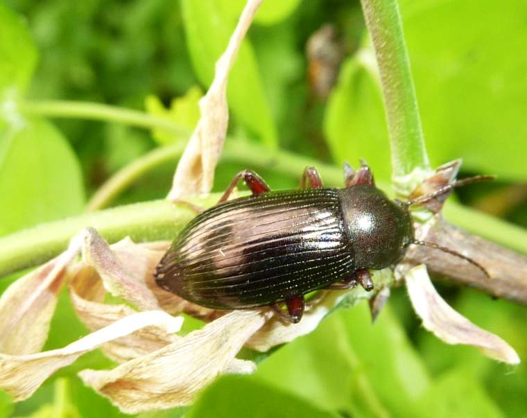 Tenebrionide: Stenomax sp.