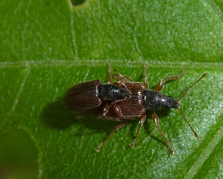 accoppiamento ,su acero: Phyllobius oblongus