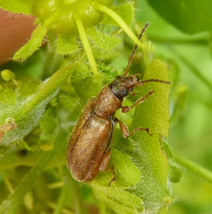 Chrysomelidae: Orsodacne humeralis