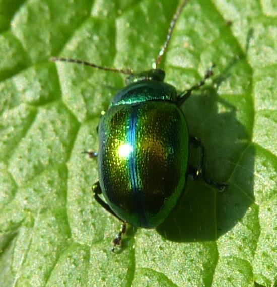 carrozzeria metallizzata :-) Chrysolina fastuosa