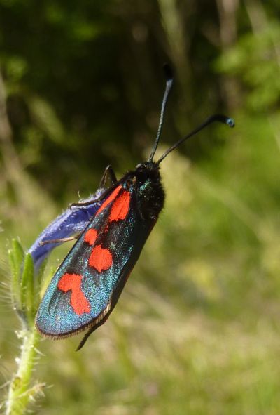 farfalla blu e rossa