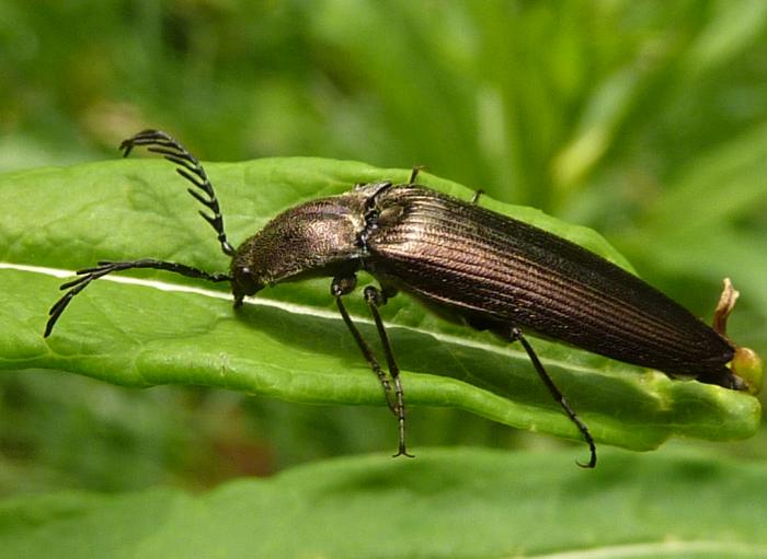 Ctenicera sp. (Elateridae)