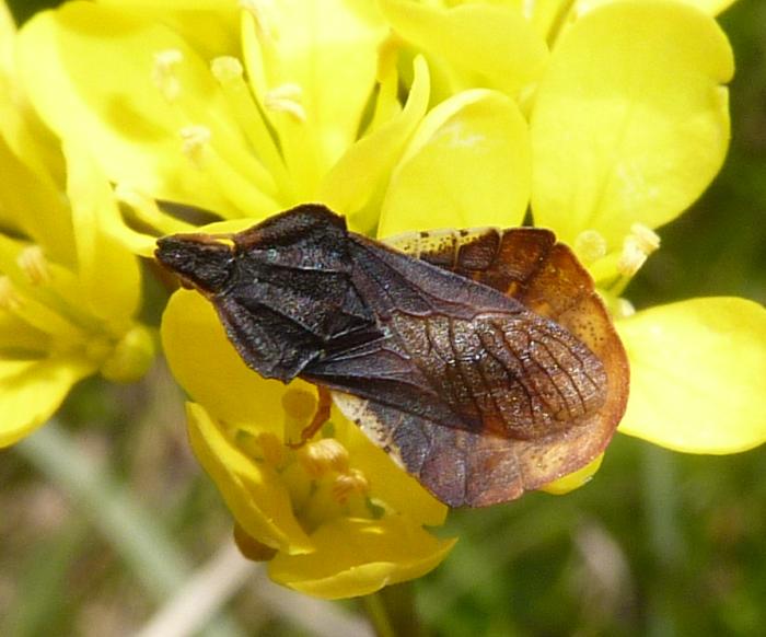 Reduviidae: Phymata crasipes del  Monte Nero, Emilia (PC)