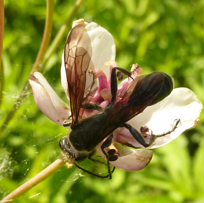 Isodontia mexicana su giunco fiorito