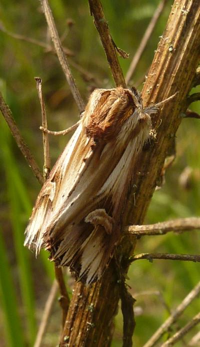 Notodontidae (?)da id