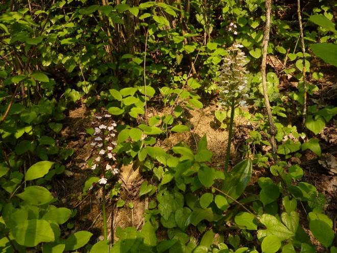 Orchis purpurea albina?