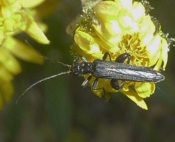 dal primo Appennino: Oedemera atrata