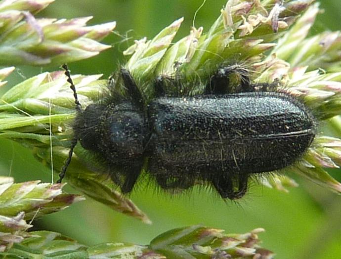 Buprestide peloso No. Dasytidae genere Enicopus