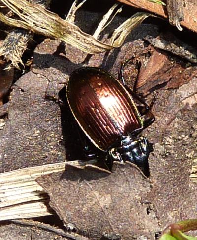 Pterostichus jurinei ? Forse Pterostichus bicolor