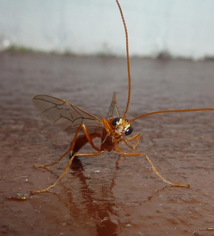 Imenottero notturno?? (Ichneumonidae)