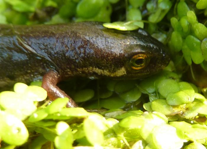 Triturus (Lissotriton) vulgaris