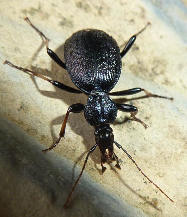 Carabidae molto elegante: Cychrus attenuatus