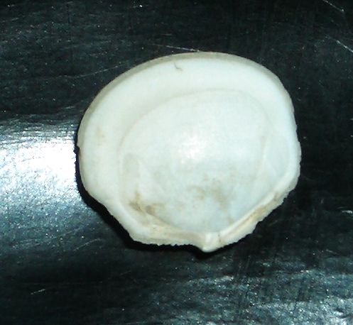 Bivalve di 