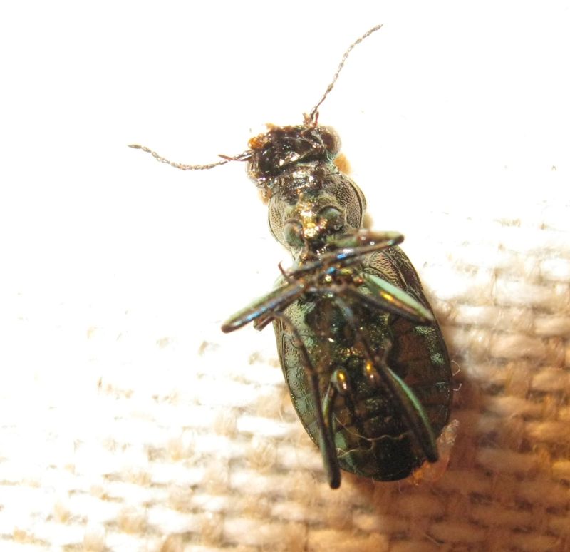 Asaphidion caraboides? No, Elaphrus uliginosus