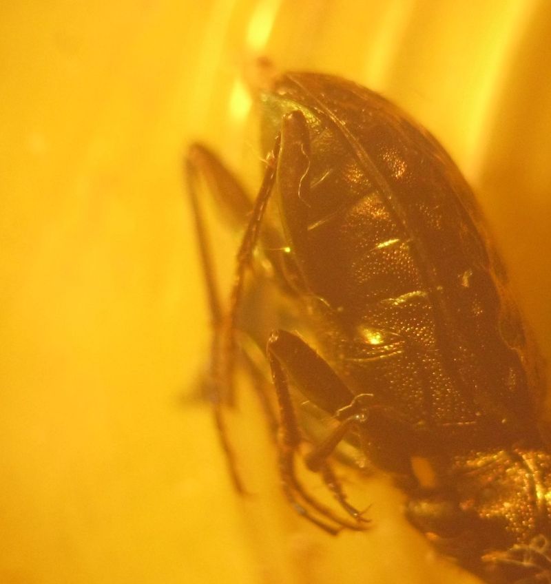 Asaphidion caraboides? No, Elaphrus uliginosus