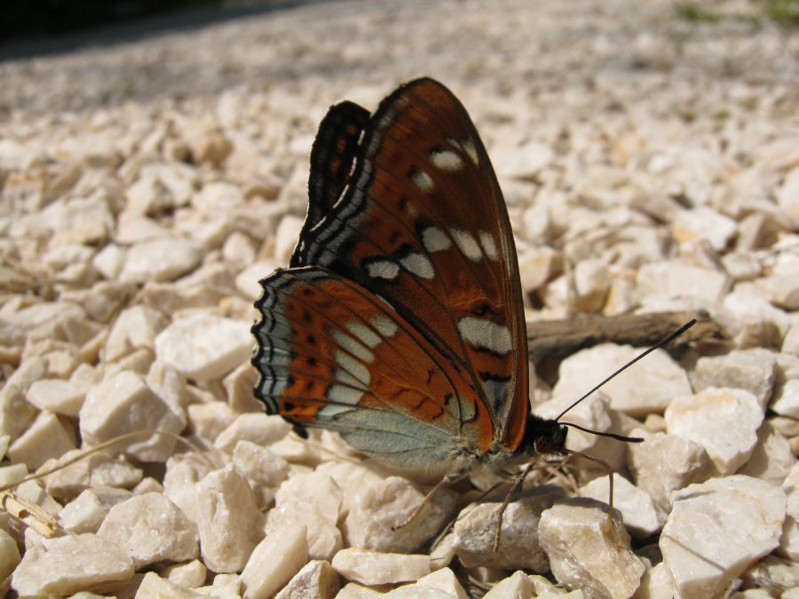 Limenitis populi?